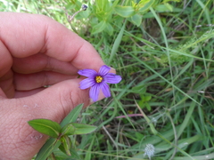 Sisyrinchium scabrum