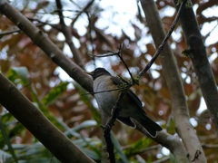 Turdus albicollis