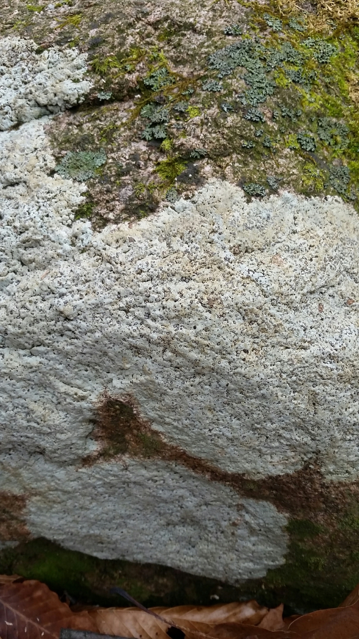 Porpidia albocaerulescens var. albocaerulescens image