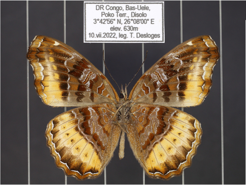 Eurytela dryope