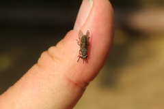 Haematopota pluvialis