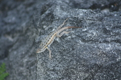 Sceloporus cozumelae