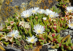 Disphyma australe australe