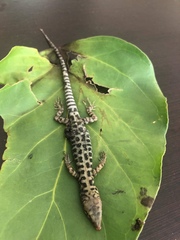 Lepidophyma