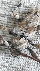 Oreodera glauca glauca