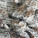 Oreodera glauca glauca - Photo (c) Douglas, algunos derechos reservados (CC BY), subido por Douglas
