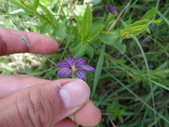 Sisyrinchium scabrum