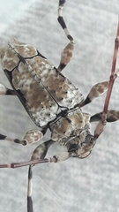 Oreodera glauca glauca