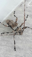 Oreodera glauca glauca