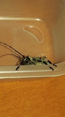 Oreodera glauca glauca