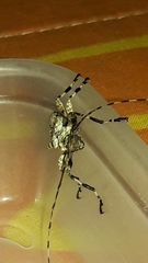 Oreodera glauca glauca