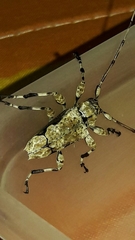 Oreodera glauca glauca