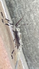 Oreodera glauca glauca