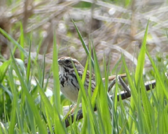 Melospiza melodia image