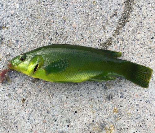 Photo of Ballan Wrasse (Labrus bergylta)