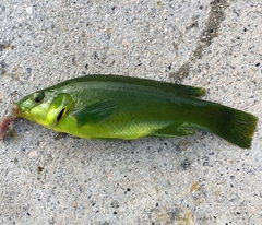 Ballan Wrasse