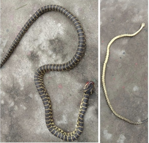 Zayu Wolf Snake