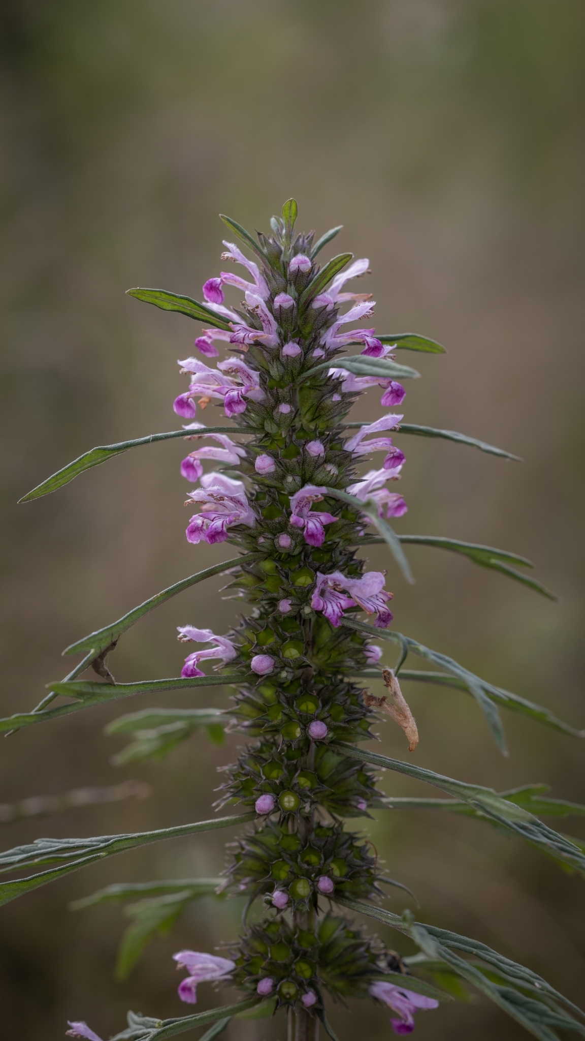 Leonurus japonicus