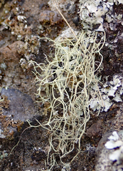 Ramalina australiensis