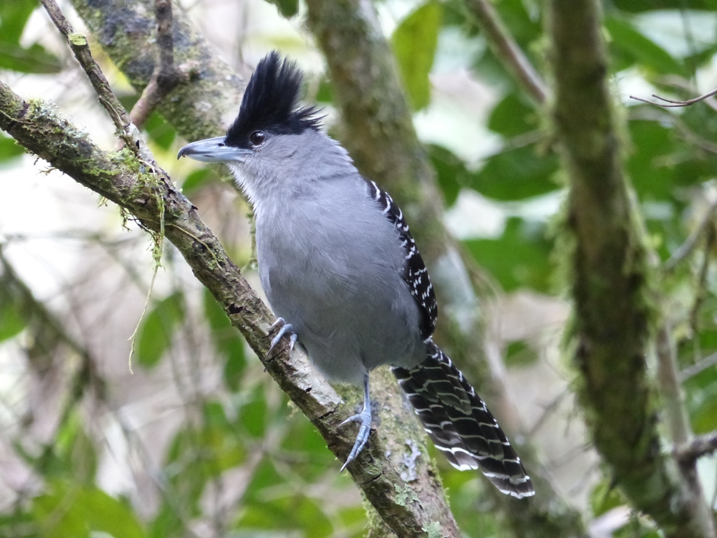 Giant Antshrike photo
