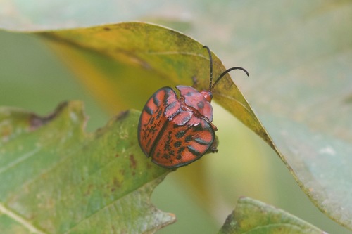 Discomorpha variegata