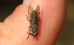 Haematopota pluvialis