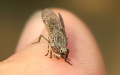 Haematopota pluvialis