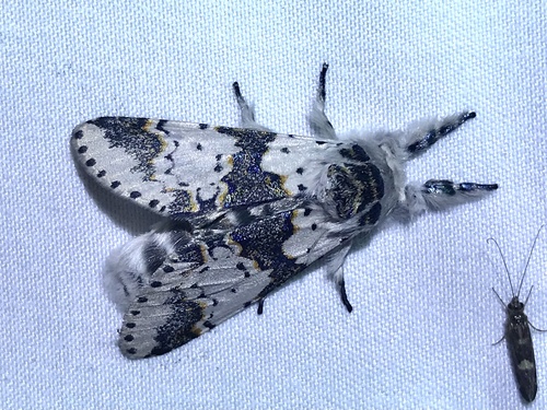 White Furcula Moth photo 4