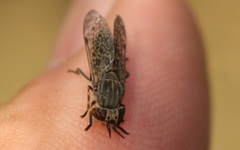 Haematopota pluvialis