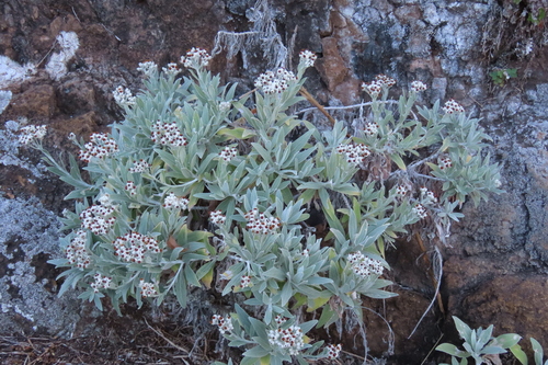 Helichrysum melaleucum var. melaleucum image