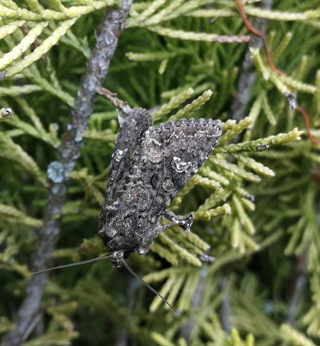 mora kapustová (Mamestra brassicae)