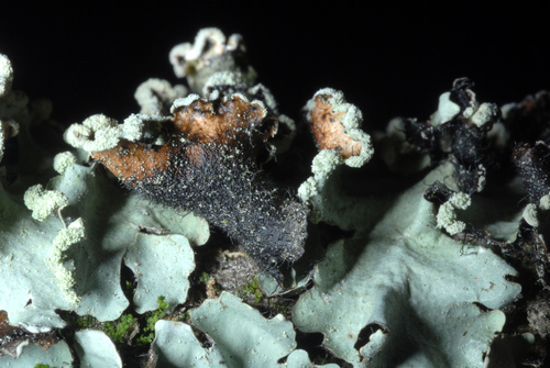 Black Sheet Lichen