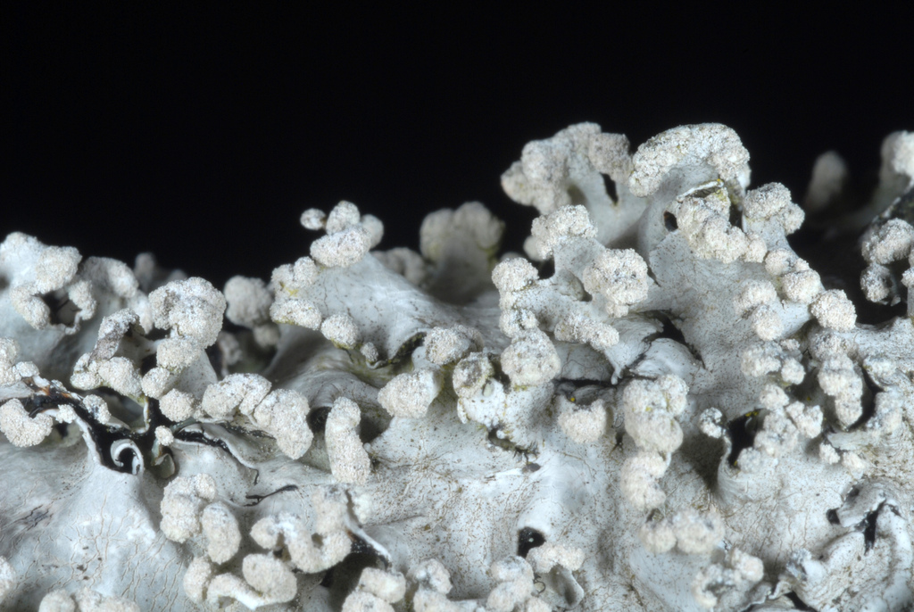 Black Sheet Lichen