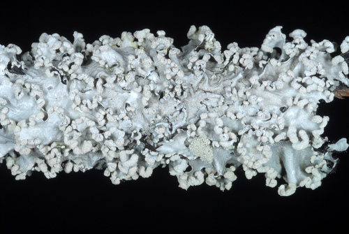 Black Sheet Lichen