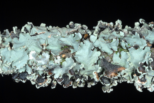 Black Sheet Lichen
