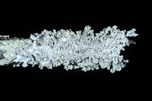 Black Sheet Lichen
