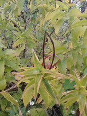 Mandevilla foliosa