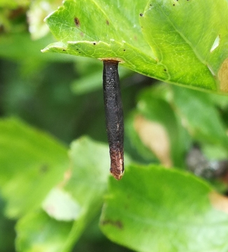 článkonožce (Arthropoda)