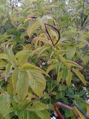 Mandevilla foliosa