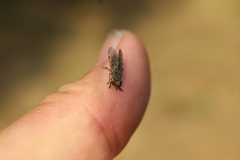 Haematopota pluvialis