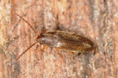 Scotochroides antennatus