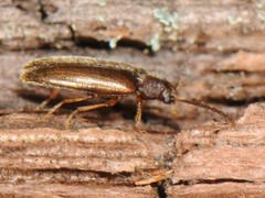 Scotochroides antennatus