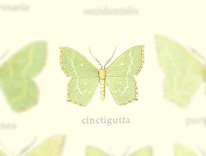 Hemistola cinctigutta