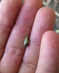 Cerithiidae