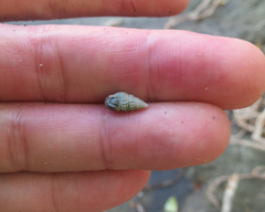 Cerithiidae