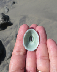 Fissurella virescens