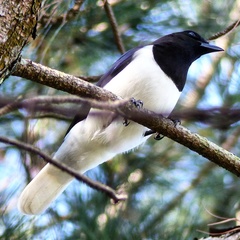 Cyanocorax cristatellus