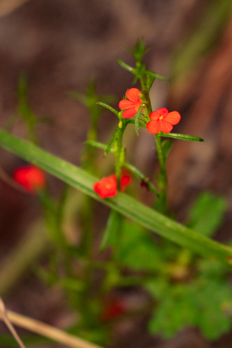 Striga asiatica image