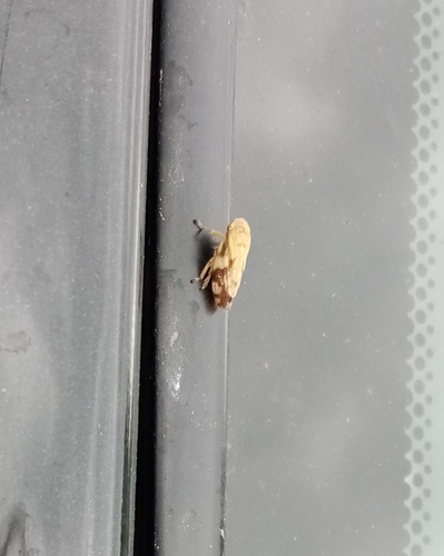 Meadow Spittlebug