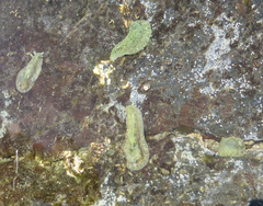 Dolabrifera nicaraguana